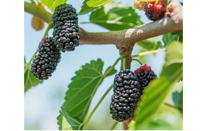 Black Mulberry Tree 30 Seeds (Morus nigra) Organic, Heirloom USA