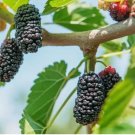 Black Mulberry Tree 30 Seeds (Morus nigra) Organic, Heirloom USA