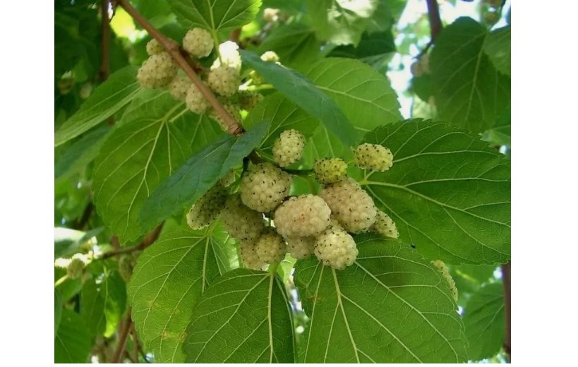 White Mulberry Tree 30 Seeds (Morus alba) Organic, Heirloom