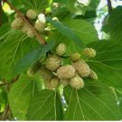 White Mulberry Tree 30 Seeds (Morus alba) Organic, Heirloom