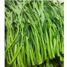 Thai Water Spinach 50 seeds Ong Choy Kangkong Kong Xin Cai Garden Vegetable USA