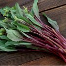 Purple Choy Sum 200 seeds Hon-Tsai Tai Kosaitai Chinese Flowering Cabbage USA