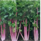 Chinese Pink Celery 200 Seeds Rose Celery Kan-tsai Kunchoy Qincai Kan-tsai USA
