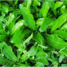 CULANTRO 200 SEEDS,Mexican Coriander DE ALCAPATE CILANTRO ANCHO CULANTRO RECAO