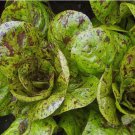 Freckles Romaine Lettuce 200 Seeds, Crimson Red Splashes, Salad, NON-GMO