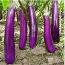 Long Purple Eggplant  350 Seeds - Heirloom Variety, Non-GMO
