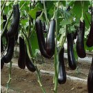 Chinese Eggplants 100 Seeds Long Purple Eggplants Aubergine Asian Vegetable USA