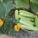 Organic Asian White /Green Sweet Crisp Cucumber 20 seeds
