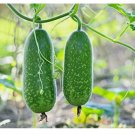 Organic Hairy skin gourd 20 seeds Fuzzy melon Wax gourd Hairy melon Mokwa USA