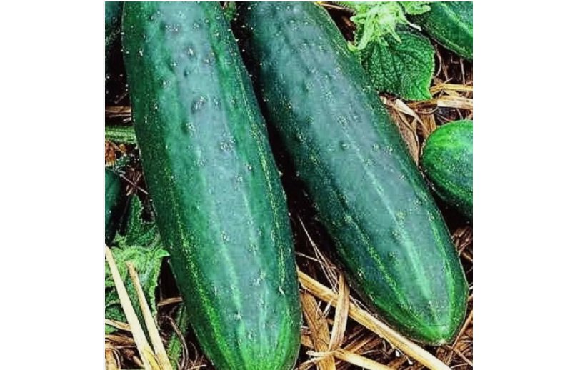 Spacemaster 80 Cucumber 50 Seeds | NON-GMO
