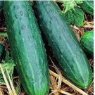Spacemaster 80 Cucumber 50 Seeds | NON-GMO