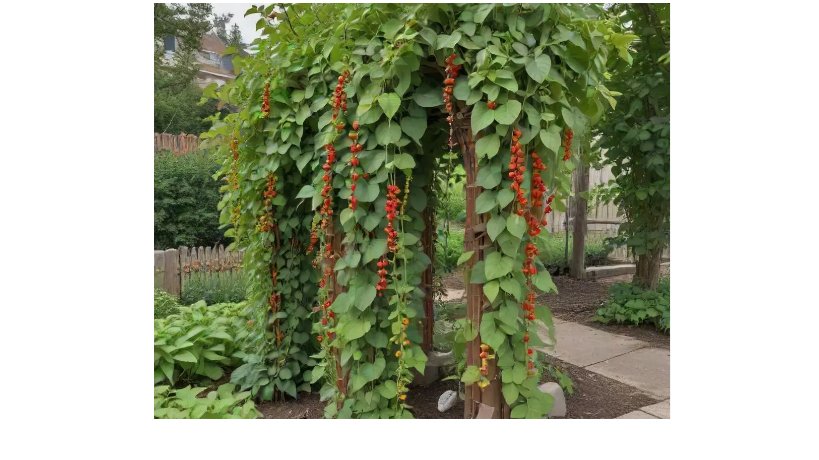 Bean 10g Seeds - Pole Beans - Scarlet Runner: Non-GMO