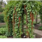 Bean 10g Seeds - Pole Beans - Scarlet Runner: Non-GMO
