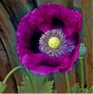 500 SEEDS Poppy LAUREN'S GRAPE Poppies PURPLE Attracts Bees Butterflies Non-GMO