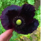 After Midnight Poppy 660 Seeds – P. Somniferum –Dark Purple Breadseed Variety