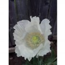 Peshawar White Poppy 500 Seeds - P. Somniferum - Solid White Breadseed Poppy