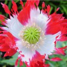 Danish Flag Poppy 1000 Seeds! P. Somniferum - Red and White Blooms! .30 Gram