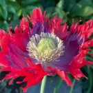 Drama Queen AKA Jimi's Flag Poppy 660 Seeds - P. Somniferum - Stunning Reds!