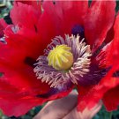 Giant Red Breadseed Poppy 1000 Seeds - P. Somniferum - Huge Scarlet Red Blooms