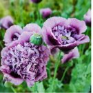 500 SEEDS Poppy PURPLE FRILLY Breadseed Large Pods Reseeds Pollinators Organic