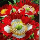 1000 SEEDS Poppy DANISH FLAG Red & White Cross Huge Flowers Pollinators Non-GMO