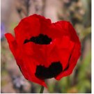 1000 SEEDS Poppy TURKISH TULIP Red & Black Huge Flowers Pollinators Non-GMO