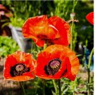 500 SEEDS Poppy PRINCE OF ORANGE Red Flowers Oriental Perennial Poppies Non-GMO