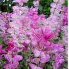 200 SEEDS Clary Sage PINK SUNDAE Salvia Birds Butterflies Pollinators Non-GMO