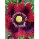 500 SEEDS Poppy JIMI’S FLAG Purple, Red Breadseed Poppies Huge Pods Organic