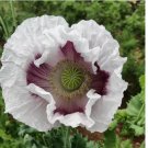500 SEEDS Poppy ELKA WHITE Breadseed Giant