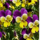 150 SEEDS JOHNNY JUMP UP - VIOLA - FLOWER