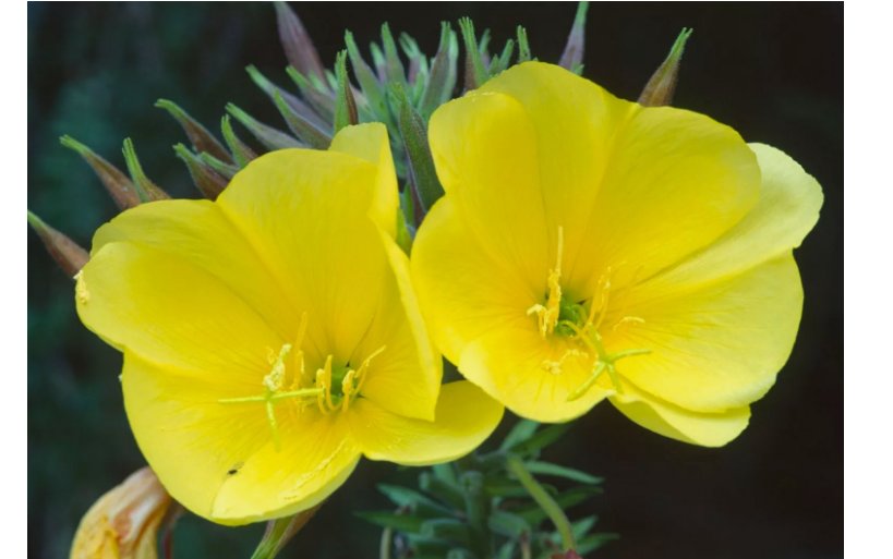 Common Evening Primrose 2000 Seeds, Beautiful Yellow Flowers
