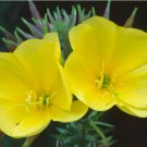 Common Evening Primrose 2000 Seeds, Beautiful Yellow Flowers