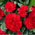 200 SEEDS Carnation ETINCELLANT RED Pollinators Fragrant Cut Flowers Non-GMO