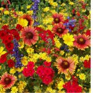 300 SEEDS Texas Oklahoma Wildflower Mix, 14 Species of Stunning Native Flowers, Easy Grow