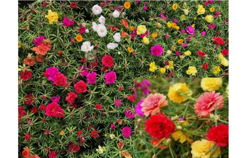 Moss Rose Double Mix Flower 2k Seeds 1/4 gram - Portulaca grandiflora