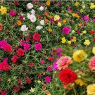 Moss Rose Double Mix Flower 2k Seeds 1/4 gram - Portulaca grandiflora