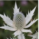 SILVER SEA HOLLY 50 Seeds (Eryngium giganteum) Perennial House Plant Flower