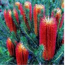 Lantern Banksia Tree 5 Seeds "Fireworks" Exotic Flowering House