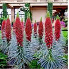 TOWER OF JEWELS 20 SEEDS (Echium Wildpretii) Hummingbird Garden Flower Plant