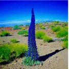 PRIDE OF MADEIRA Flower 200 Seeds Echium fastuosum Blue Tower of Jewels Garden Plant PRIDE OF MADEIRA Flower 200 Seeds Echium fastuosum Blue Tower of Jewels Garden Plant