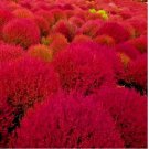 BURNING BUSH 200 SEEDS COLD HARDY COLOR GRASS ORNAMENTAL CONTAINERS HEDGE