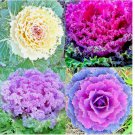ORNAMENTAL KALE SPRING MIX  200 SEEDS FLOWERING VEGETABLE GARDEN CABBAGE NON-GMO