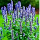 KOREAN MINT 200 SEEDS SPRING PERENNIAL HERB MOSQUITO INSECT REPELLENT