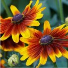 Gloriosa Daisy 500 Seeds | Non-GMO