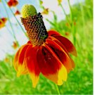 MEXICAN HAT 200 SEEDS SPRING PERENNIAL RARE DROUGHT TOLERANT DEER REPELLENT USA