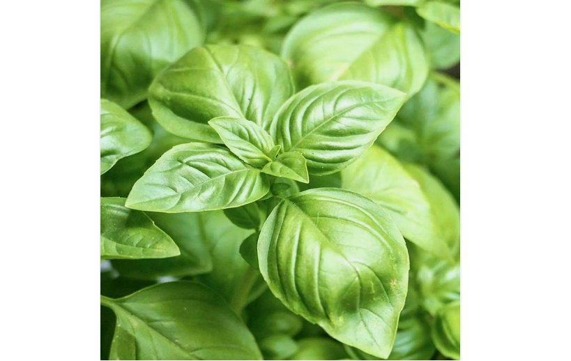 BASIL 3000 SEEDS SPRING LARGE LEAF HERB HEIRLOOM GARDEN MOSQUITO REPELLENT USA