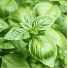 BASIL 3000 SEEDS SPRING LARGE LEAF HERB HEIRLOOM GARDEN MOSQUITO REPELLENT USA