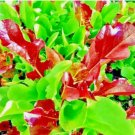 LETTUCE SPRING MESCLUN MIX 1000 SEEDS GREENS VEGETABLE GARDEN HEIRLOOM NON-GMO