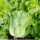 ll Season Romaine Lettuce 1000 Seeds Italian Yearly Lettuce USA